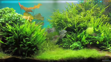 Juwel Rio 180 von c-th