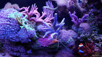 Juwel Rio 180 von Tamara Sonnenberg - Stühmer