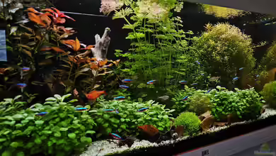 Juwel Rio 180 von Peter Peter