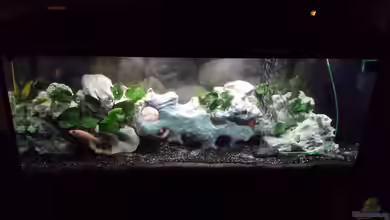 Juwel Rio 240 Malawi von benjamin