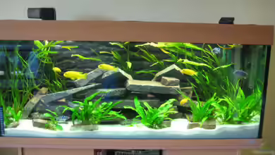 Juwel Rio 240 von SuperReal