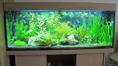 Juwel Rio 240 von Streaknet