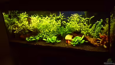 Juwel Rio 240 von Klumpen