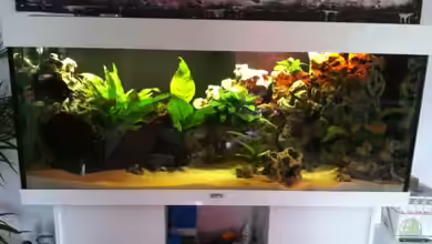 Juwel Rio 240 von Down Face