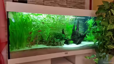 Juwel Rio 240 von Franz-Georg Neurieser