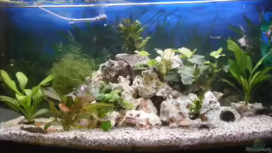 Juwel Rio 260 von Robert Ludwig