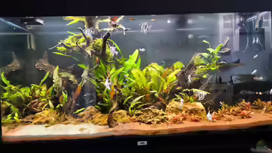 Juwel rio 300 von Ralf Bercke