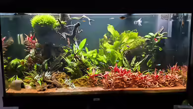 Juwel Rio 300 von Ralf Bercke