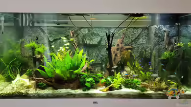 Juwel RIO 350 von Aquapapi