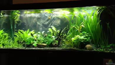 Juwel Rio 400 von smapo