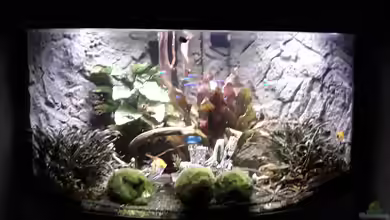 Juwel Trigon 190 LED SBX white von Kulle