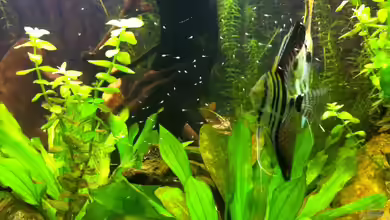 Juwel Trigon 350 von Matze M.