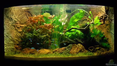 Juwel Trigon 350 von Sven Seibert