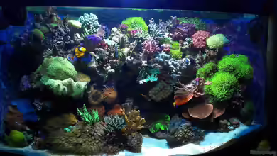 Juwel Trigon 350 von Jens Mühlenbeck