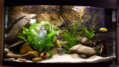 JUWEL Vision 180 (Existiert so nicht mehr) von Malawilike