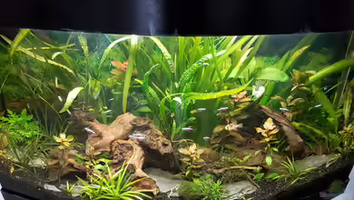 Juwel Vision 180 Southamerica Fever von painless Tdb-music