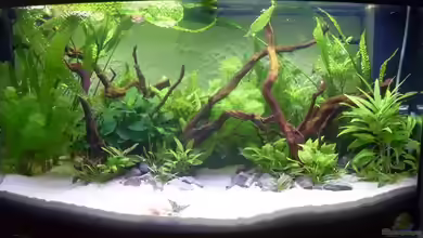 Juwel Vision 180 von crazy68