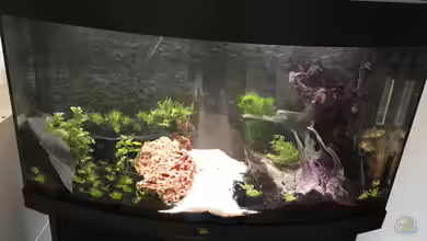 Juwel Vision 180 von Phillatoros