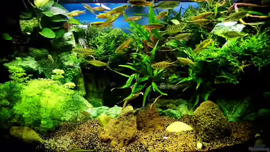 Juwel Vision 190 von snooze