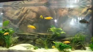 Juwel Vision 260 von malawi74