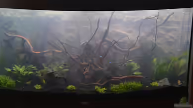 Juwel Vision 260 von Michaela