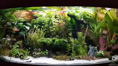 Juwel Vision 450 Gesellschaftsbecken von Thomas Müller