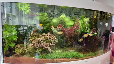 Juwel Vision 450 (Nur noch Beispiel) von Stefan von Oettingen