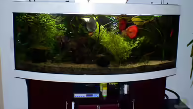 Juwel Vision 450 von Uwe Raschke