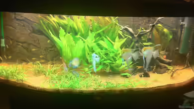 Juwel Vision 450 von Jan.K