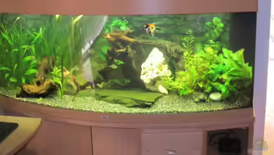 Juwel Vision 450 von Thomas Dörfel