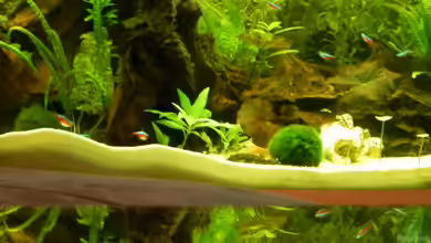 Juwel Vision260 von Bassley