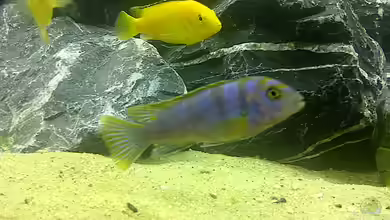 Juwel von Volker Nagels