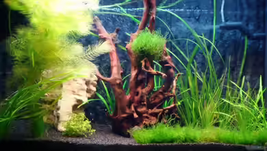 Juwel125 von rondarium