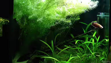 KaFi Horst von Mario74