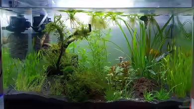 Kafi Paradies von Mel