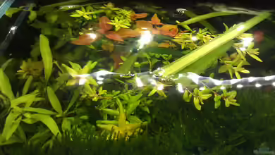 Kahmhaut im Aquarium: Darum solltest du sie unbedingt entfernen