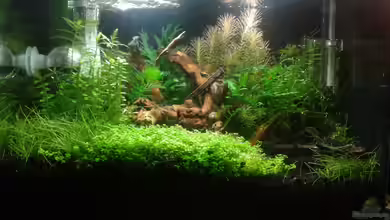 Kai´s kleine Garnelenzucht 1 von Kai M