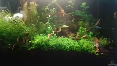 Kai´s kleine Garnelenzucht 2 von Kai M