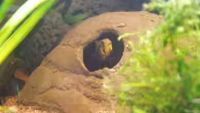 Kakadu- Kindergarten (solls werden...) von Milehigh H