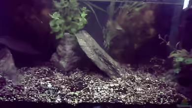 kakadu Becken (nur noch als beispiel) von Sebastian Zeitler