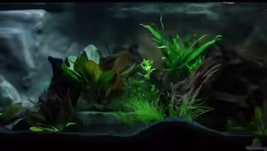 Kakadus Park Nur noch als Beispiel von Alfur