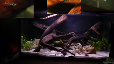 Kakadus von Cichlid Power