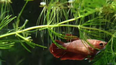 Kampffisch-Nano (Putzi) von Aquilegia