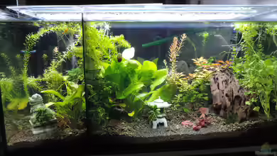 Kampffisch Paradies von OreoEmmy