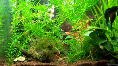 Kampffisch Träumereien...... von Drako