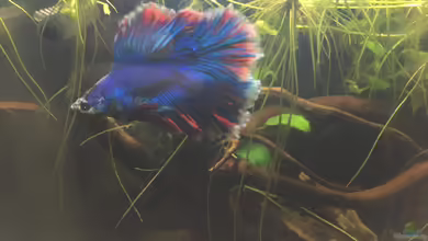 Kampffischbecken( nur noch als Beispiel) von Ottche