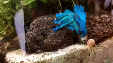 Kampffische und Schnecken - Becken 34159 von Helga Kury