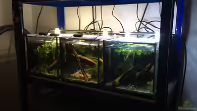 Kampffischstation von Danny