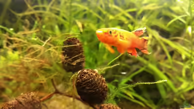 Kap Lopez Castle von foxi