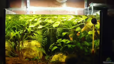 Kap Lopez Gold (nur noch Beispiel) von Aquaristricks